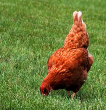 brown-chicken-eating